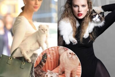 Shocking Warning for Cat Owners! Why Raising Cats Like Taylor Swift’s Could Be Harmful?