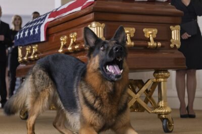 The Dog Kept Barking At The Police’s Coffin. They Opened The Coffin, And Something Unexpected — A Living Secret No One Was Ready For. 