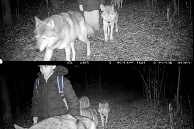 “The Wolves Guided Me” — How a Lost Boy Found His Way Home