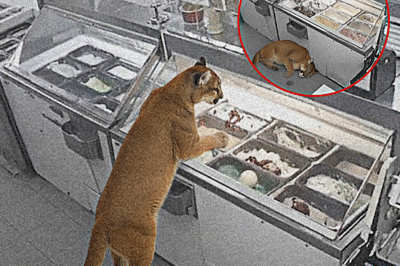 The Sweetest Break-In — When a Mountain Lion Discovered Ice Cream