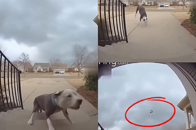 The Sky Took Him — and Brought Him Back