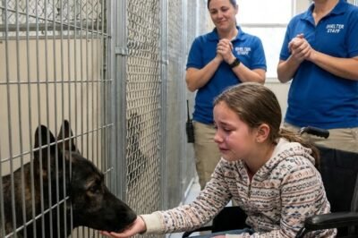 SHOCKING MOMENT AT A RESCUE CENTER: A PARALYZED YOUNG WOMAN ASKED TO SEE “THE MOST DANGEROUS DOG HERE.” MINUTES LATER, THE FIERCEST GERMAN SHEPHERD DID SOMETHING THAT LEFT THE ENTIRE STAFF FROZEN.