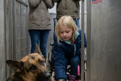 THE GIRL IN THE WHEELCHAIR ROLLED INTO THE SHELTER— AND THE RETIRED K9 EVERYONE FEARED DID THE ONE THING NO ONE WAS READY FOR.